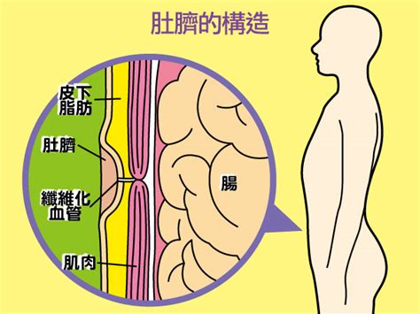 肚臍長毛|【肚臍長毛】看過來！你肚臍長毛的秘密，原來是肚臍絨毛球在搞。